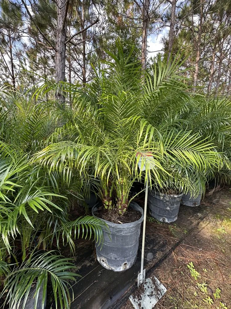 Expert yard maintenance in Mascotte, FL - Outdoor Lawn & Landscape