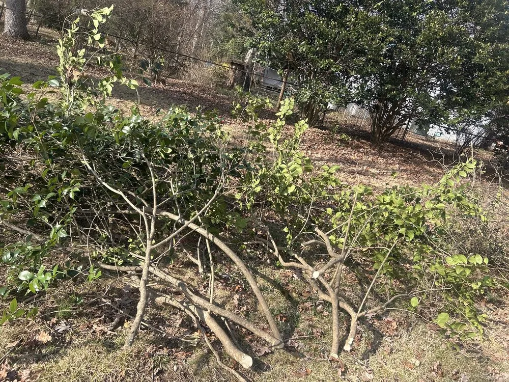 Top-rated landscape design for beautiful yards in Bon Air, VA by Outdoor Oasis