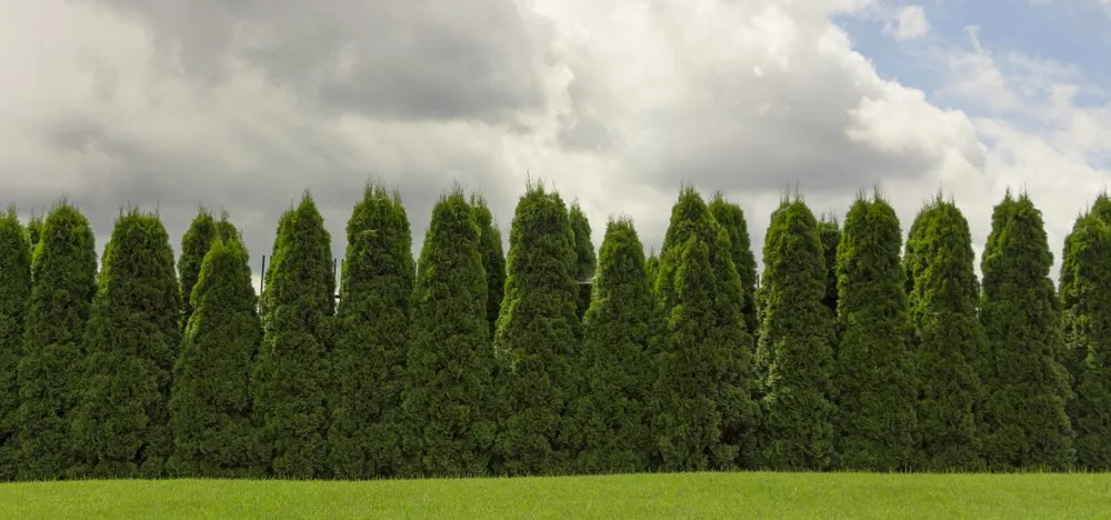 Professional yard cleanup service with custom design in Blue Springs, MO by Outdoor Sector