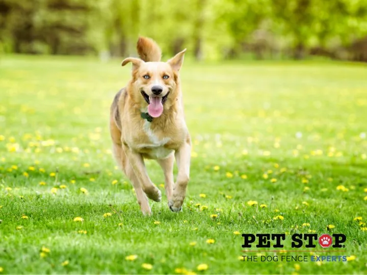 Professional landscape installation experts serving Mechanicsville, VA - Outdoor Services