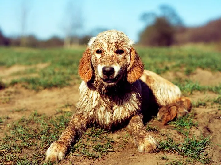 Trusted yard maintenance for beautiful yards across Mechanicsville, VA - Outdoor Services