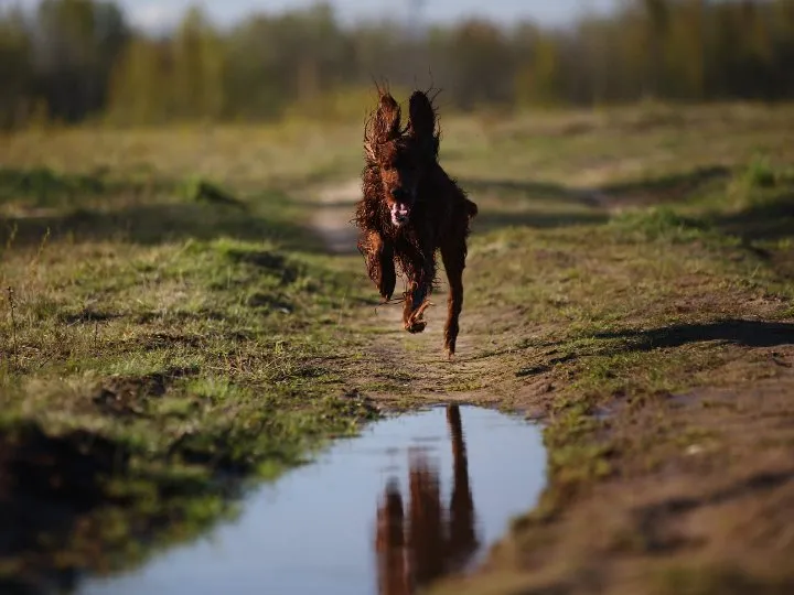 Reliable lawn care service experts serving Mechanicsville, VA - Outdoor Services