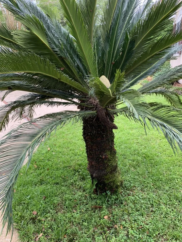 Top-rated garden landscaping in Mobile, AL by Outdoor Services