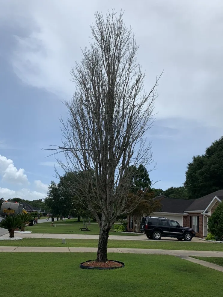 Expert yard cleanup service near you across Mobile, AL - Outdoor Services