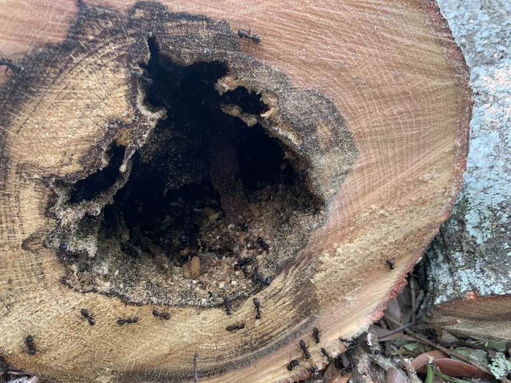 Trusted residential landscaping in Mobile, AL - Outdoor Services