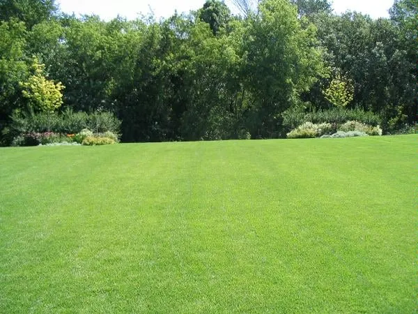 Trusted yard cleanup service in Rochester, MN - Outdoor Services