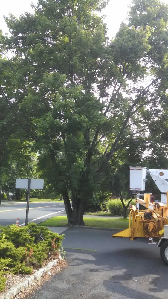 Professional residential landscaping experts serving Piscataway, NJ - Outdoor Services Tree Service