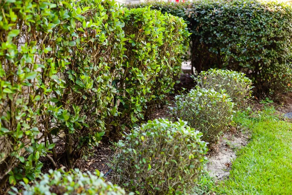 Local lawn mowing service for homes across Crestview, FL - Outdoor Solutions 850