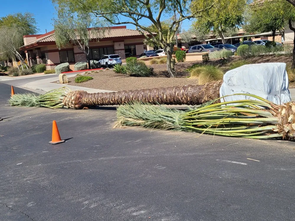 Top-rated outdoor landscaping in Mesa, AZ by Outdoor Solutions
