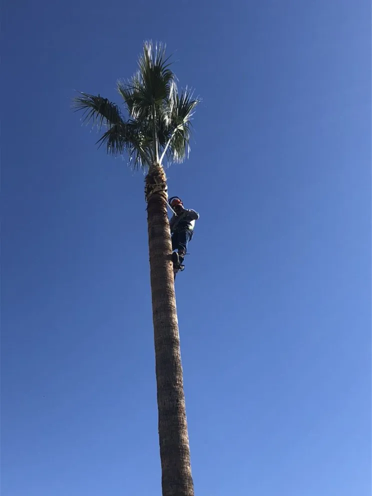 Local lawn mowing service for year-round maintenance across Tucson, AZ - Outdoor Works