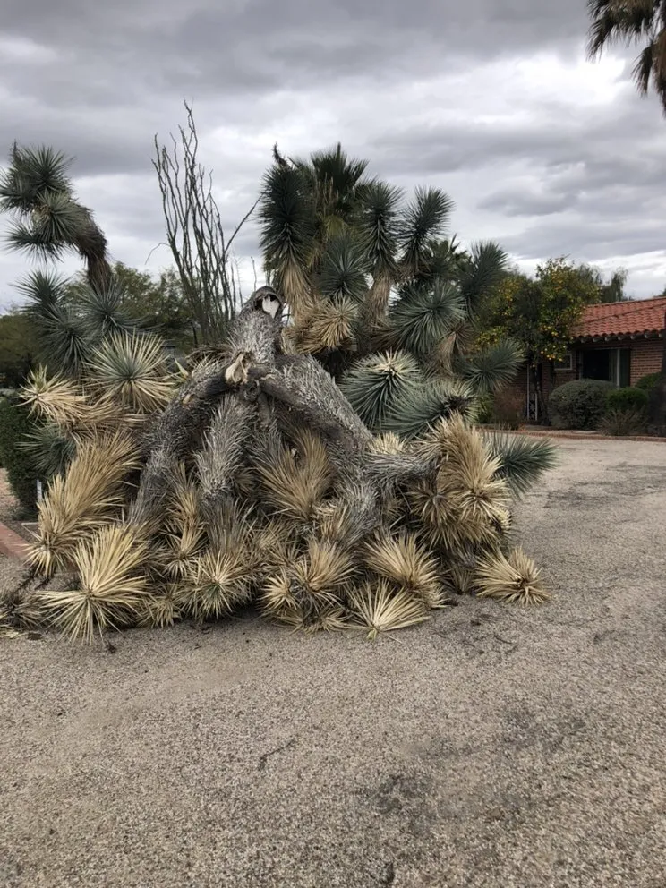 Trusted yard cleanup service for year-round maintenance across Tucson, AZ - Outdoor Works
