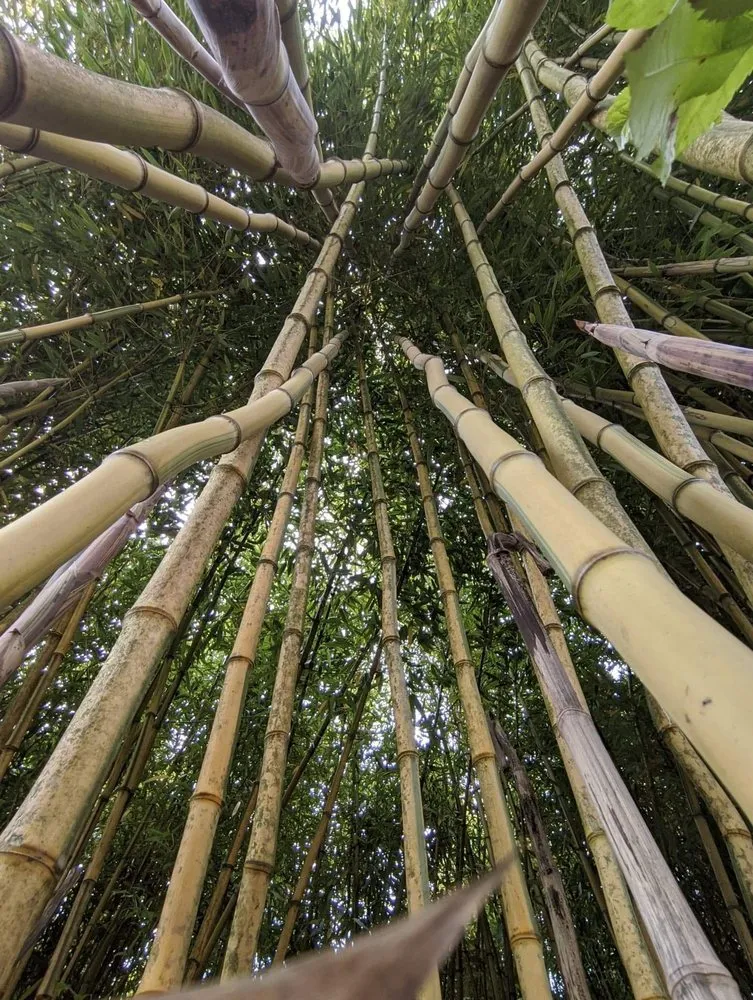 Custom lawn mowing service in Shelton, WA - Outdoors By Design