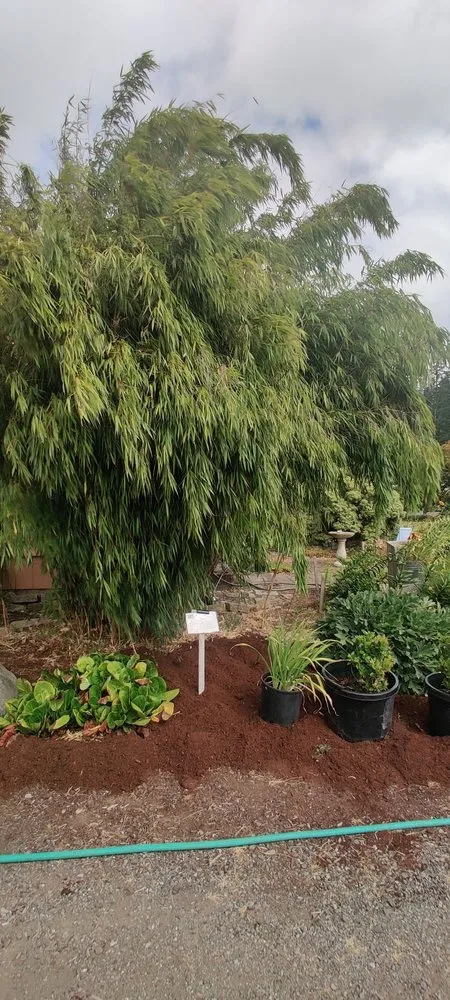 Affordable lawn mowing service in Shelton, WA - Outdoors By Design