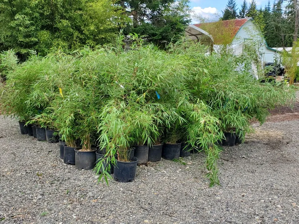 Reliable yard cleanup service in Shelton, WA by Outdoors By Design