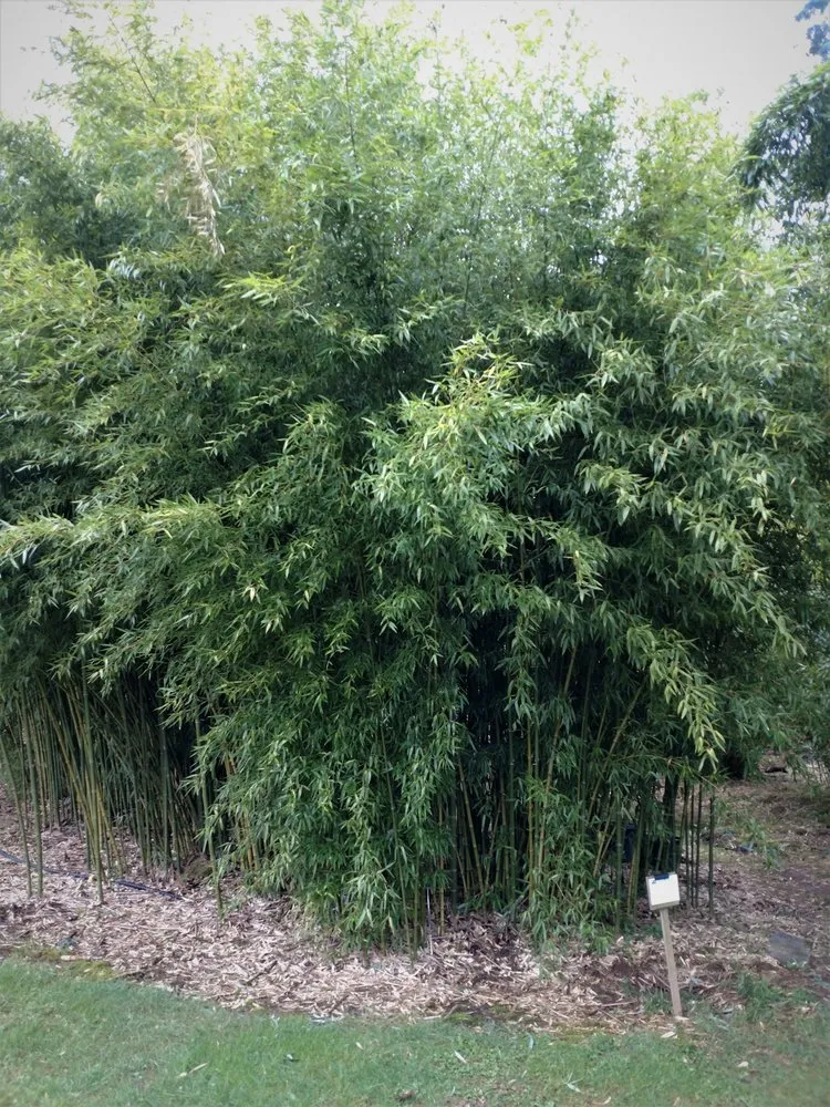 Trusted lawn care service for outdoor upgrades across Shelton, WA - Outdoors By Design