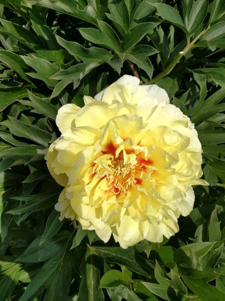 Reliable lawn mowing service in Shelton, WA - Outdoors By Design