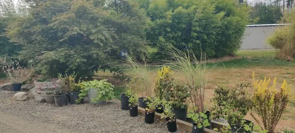 Outdoors By Design Logo