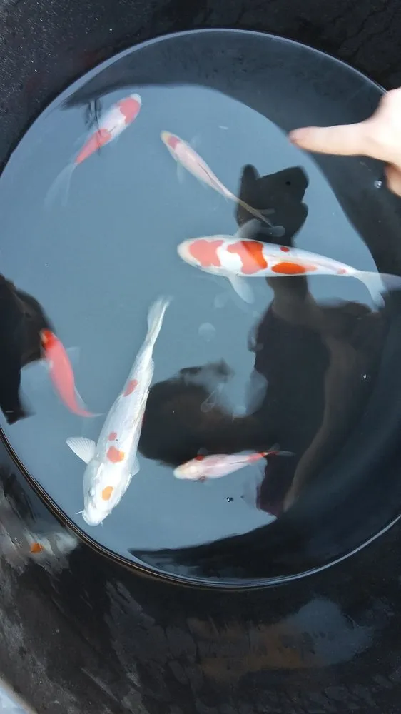 Local lawn mowing service in East Brunswick, NJ by Outdoorspaces Landscape Design & Build Services