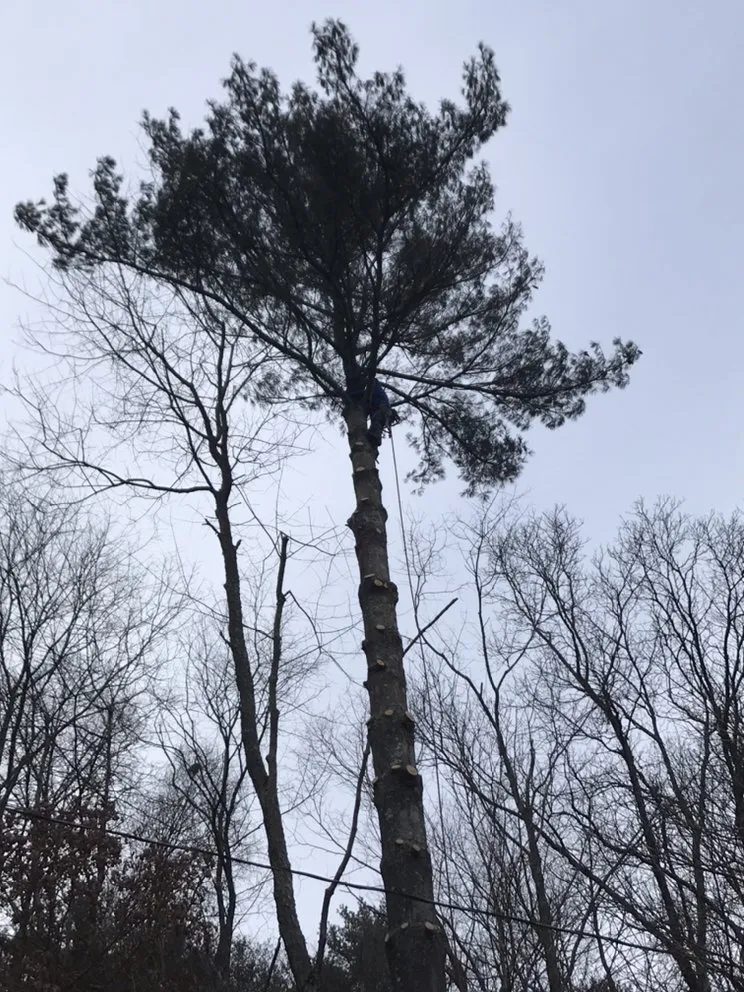 Custom lawn mowing service with custom design across Martins Ferry, OH - Outer Branches