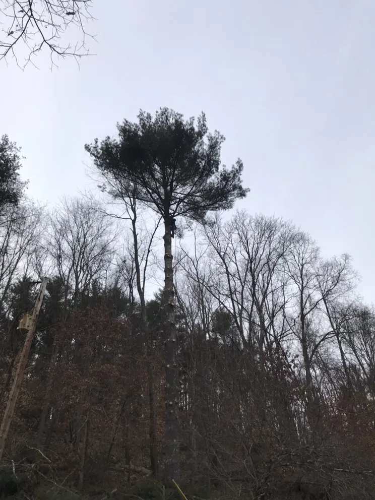 Reliable lawn care service for residential properties across Martins Ferry, OH - Outer Branches