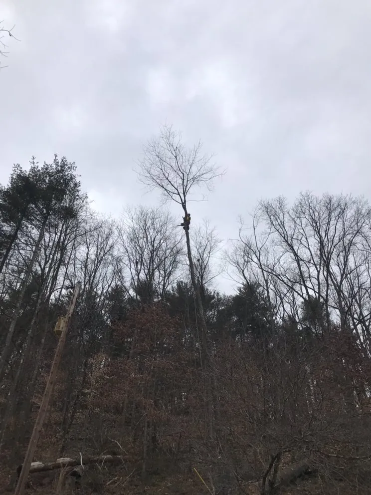 Reliable outdoor landscaping for year-round maintenance in Martins Ferry, OH by Outer Branches