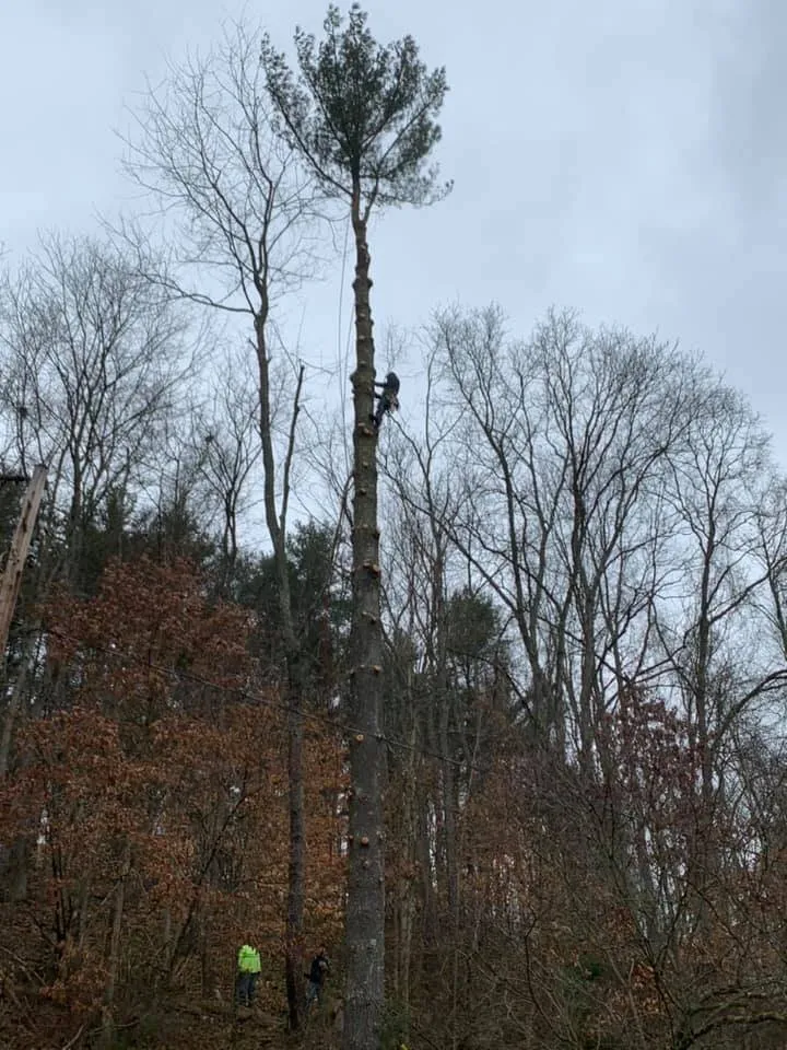 Expert residential landscaping for outdoor upgrades across Martins Ferry, OH - Outer Branches