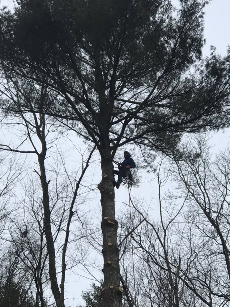 Reliable garden landscaping experts serving Martins Ferry, OH - Outer Branches