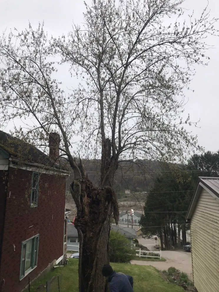 Top-rated garden landscaping for beautiful yards across Martins Ferry, OH - Outer Branches