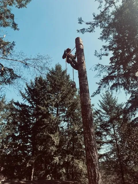 Custom yard maintenance experts serving Belfair, WA - Outerland Landscaping