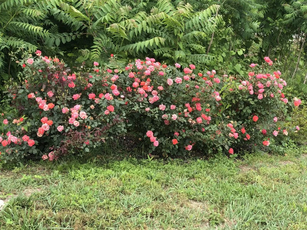 Local yard cleanup service near you across Tazewell, TN - OuterScapes