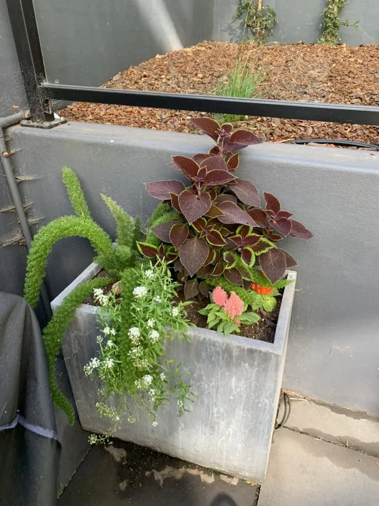 Top-rated lawn mowing service in San Francisco, CA by Outerspaces