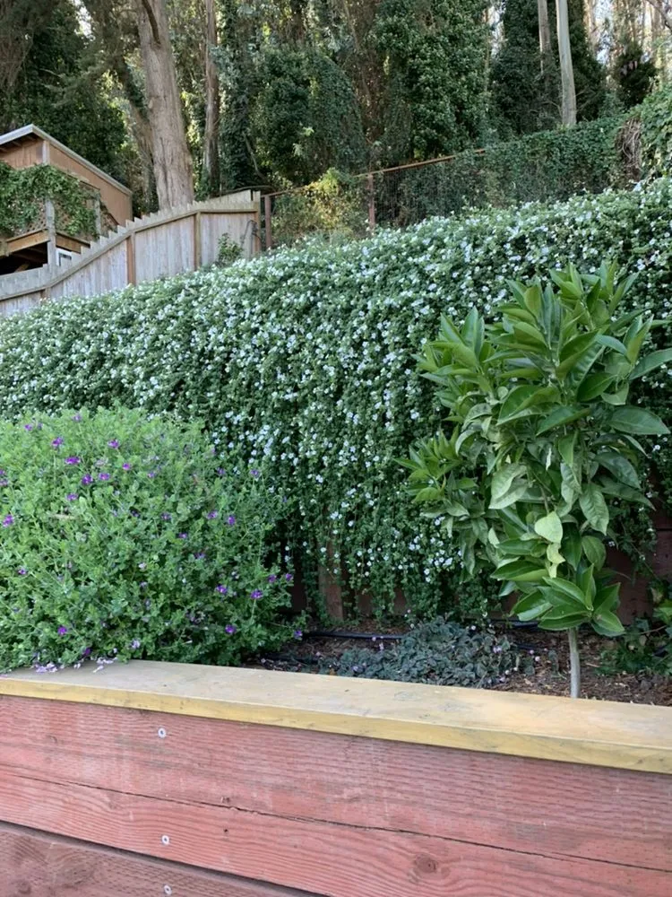 Custom outdoor landscaping in San Francisco, CA by Outerspaces