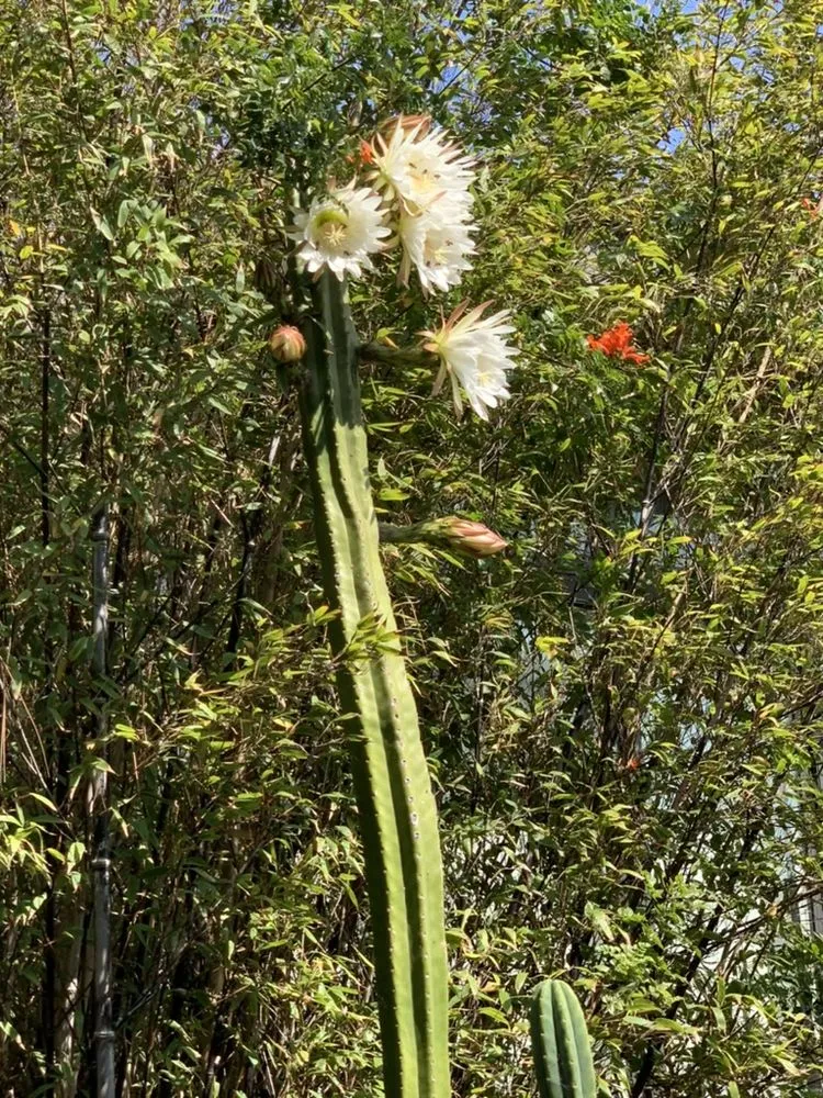 Professional residential landscaping in San Francisco, CA - Outerspaces