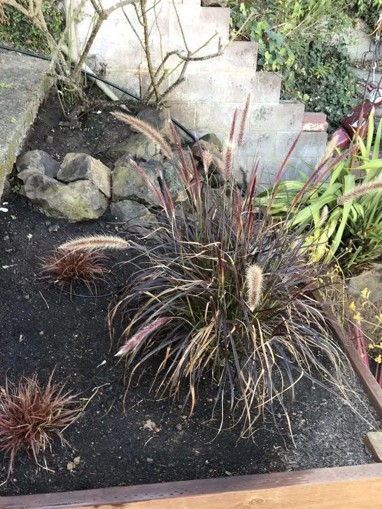 Reliable landscape design for year-round maintenance across San Francisco, CA - Outerspaces