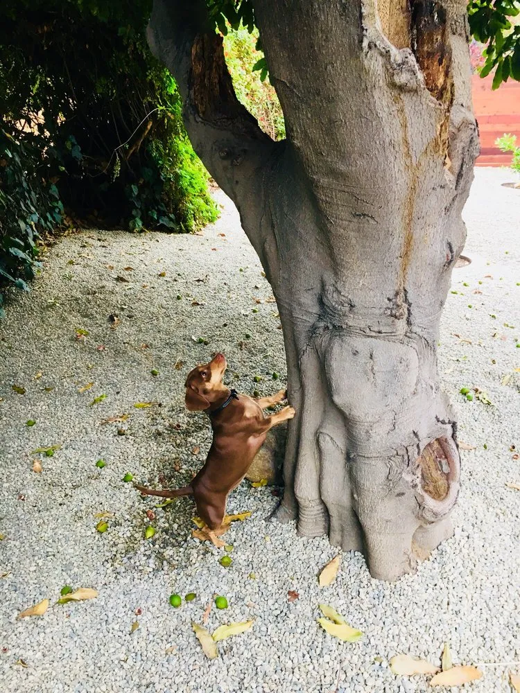 Affordable yard cleanup service in Monrovia, CA - Outlandish Design-Build