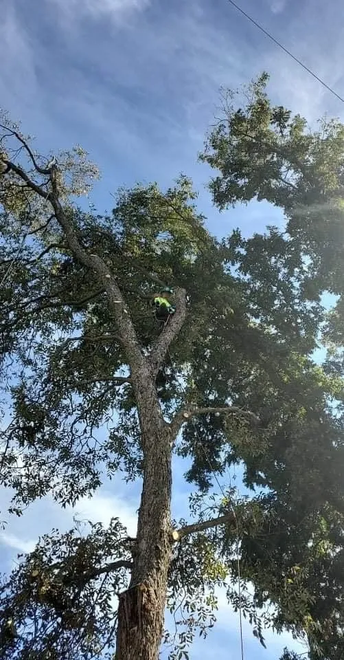 Trusted lawn mowing service in Ada, OK by Outlaw Barkitecture