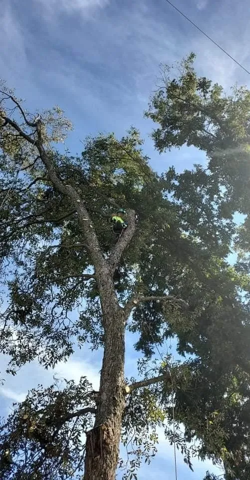 Top-rated outdoor landscaping in Ada, OK by Outlaw Barkitecture