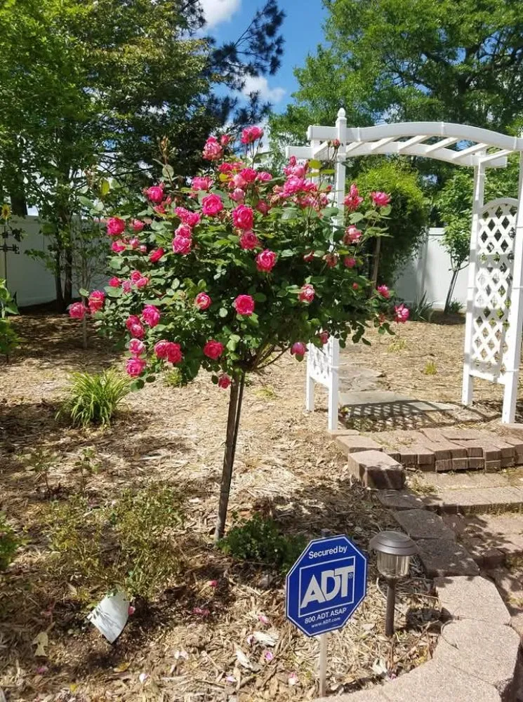 Top-rated lawn mowing service with custom design across Fordyce, AR - Outlaw Landscape Design