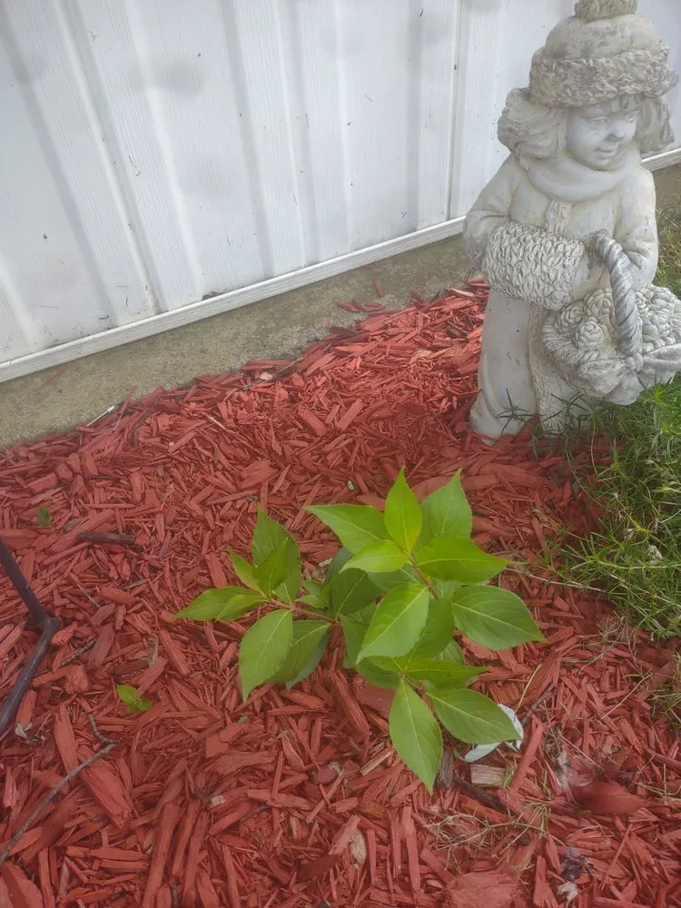 Professional yard cleanup service in Fremont, IN by Outlaw Landscaping & Lawn