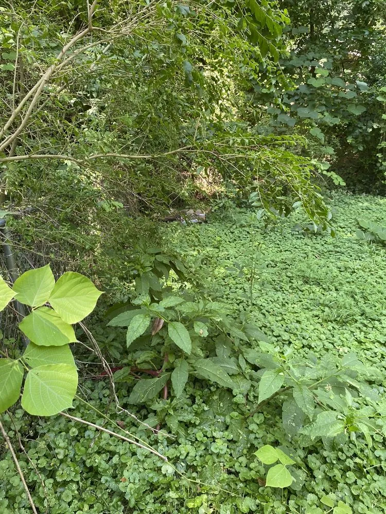 Custom yard cleanup service experts serving Carrollton, GA - Outlaw Landscaping