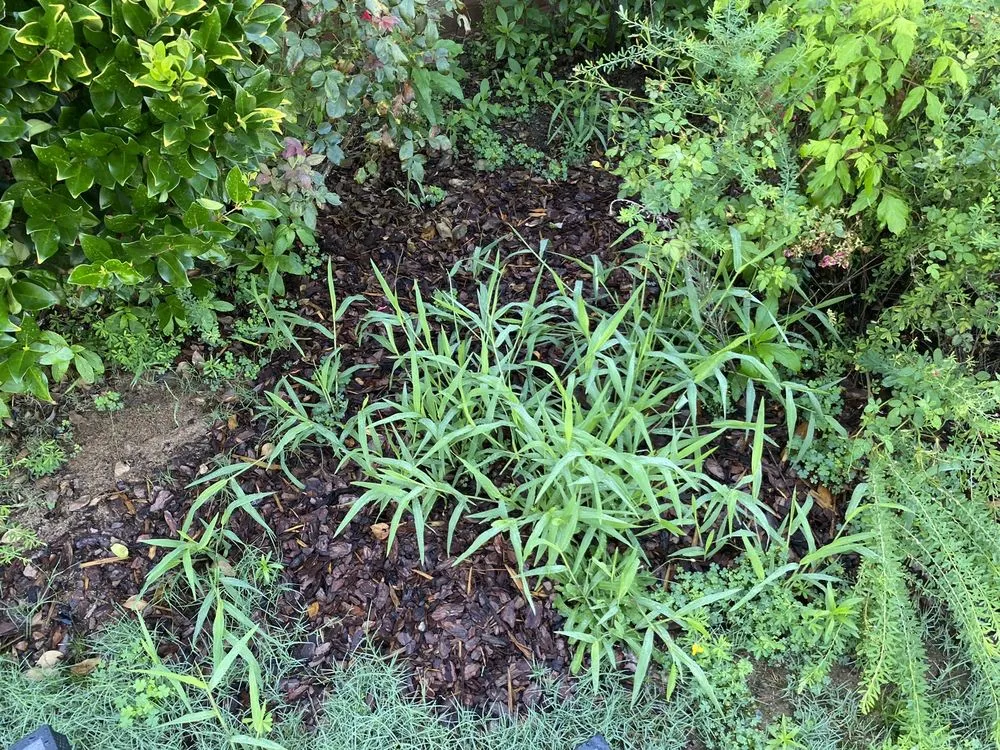 Affordable lawn care service experts serving Carrollton, GA - Outlaw Landscaping