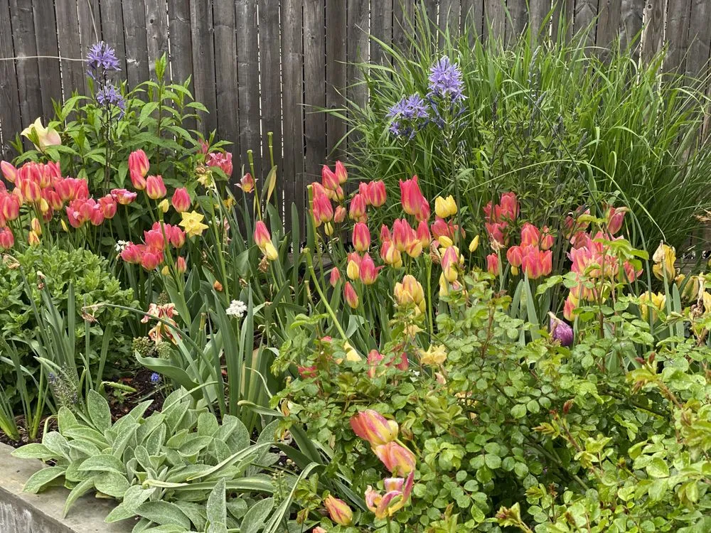 Local landscape design for beautiful yards in Brooklyn, NY by Outside Space - Brooklyn