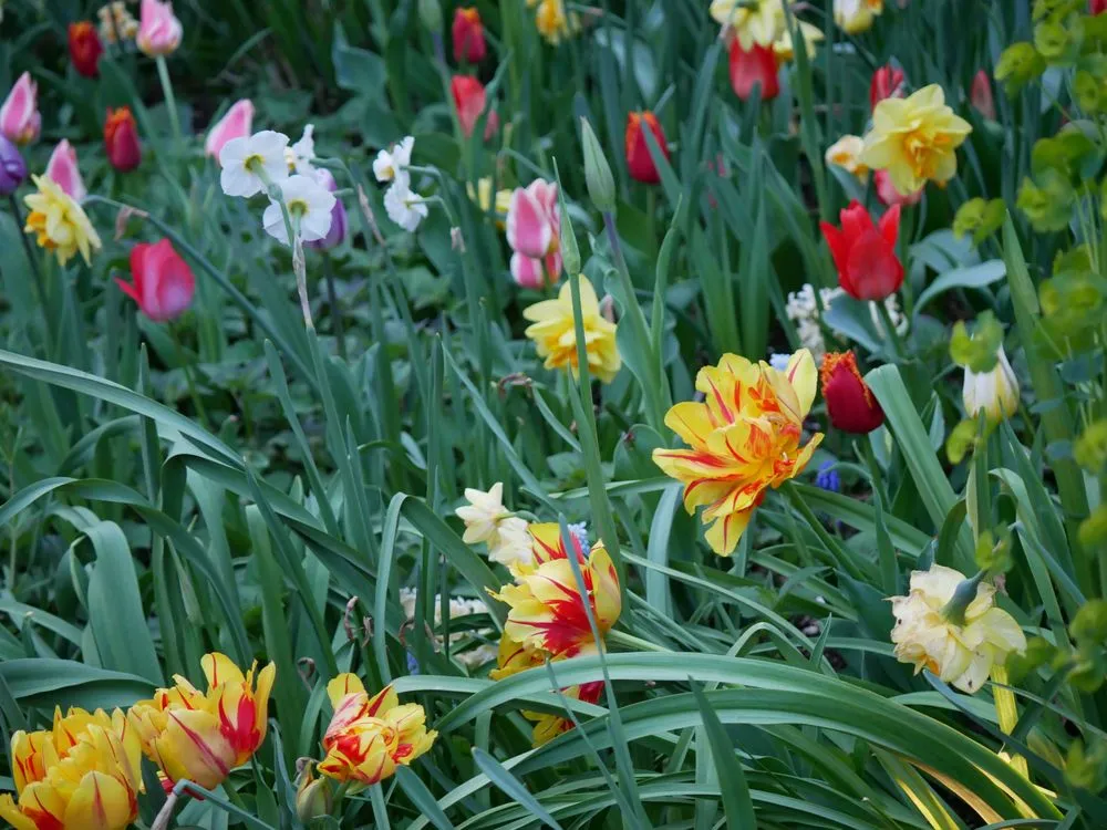 Expert yard maintenance near you in Brooklyn, NY by Outside Space - Brooklyn