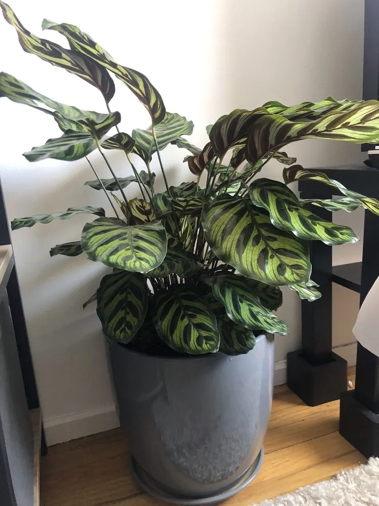 Custom yard maintenance for residential properties across Brooklyn, NY - Outside Space - Brooklyn