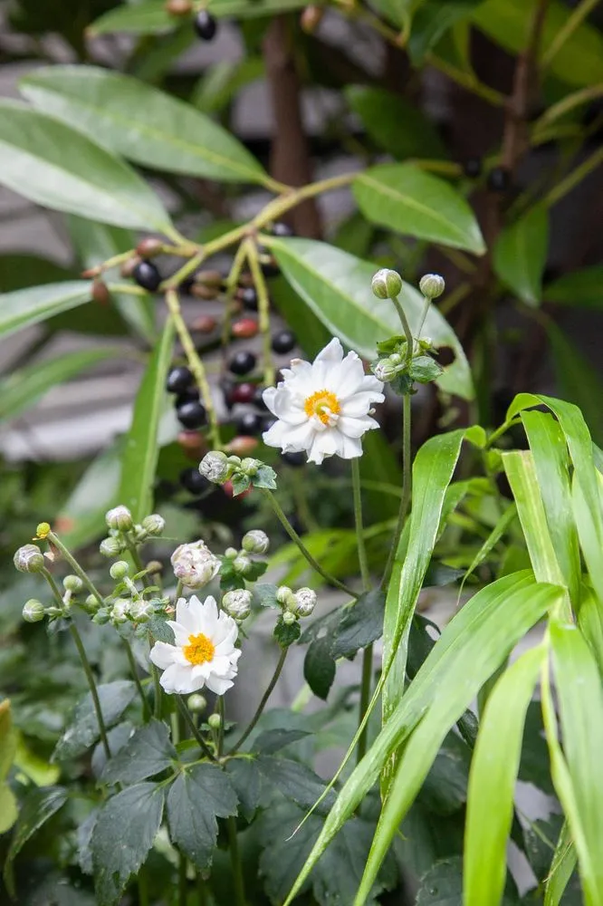 Top-rated yard cleanup service in Brooklyn, NY - Outside Space NYC