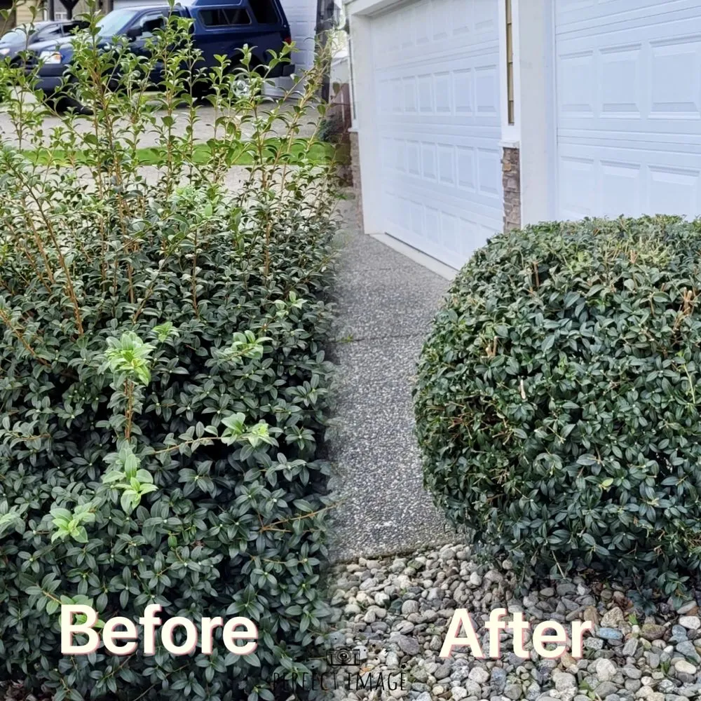 Local yard cleanup service in Marysville, WA by OV Landscape