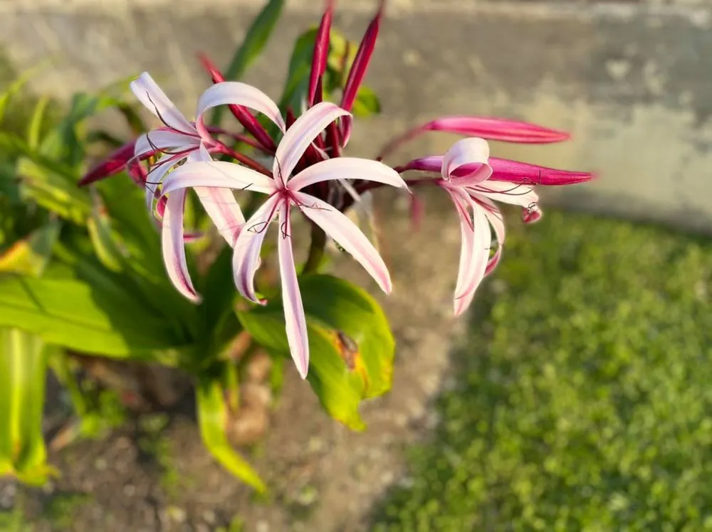 Affordable landscaping services for residential properties in Port Isabel, TX by Ovalle's Green Lawn Service