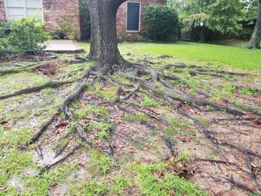 Professional garden landscaping for beautiful yards across Prairieville, LA - Ovation Agri