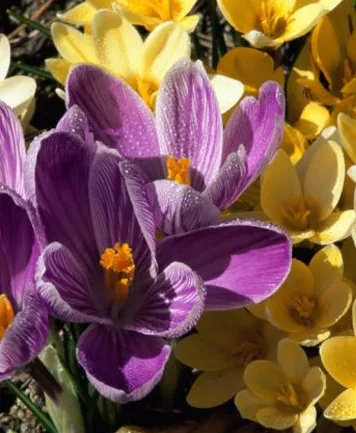 Trusted lawn mowing service experts serving Garner, NC - Over The Top Lawn Care