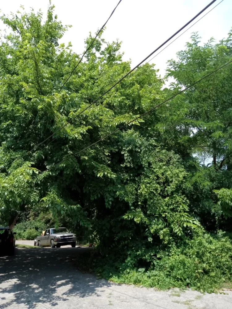 Custom landscaping services in Frankfort, KY - Over The Top Tree Service